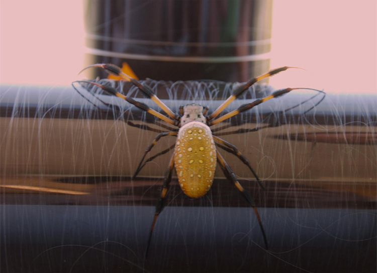 VGEBY Lanceur de soie d'araignée Spider Silk Launcher Spider